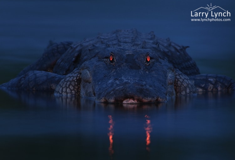 American Alligator at Nite