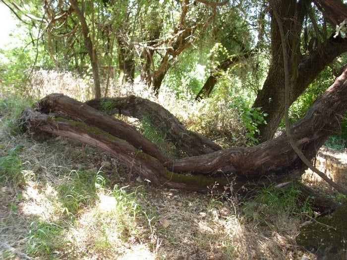 Το μεγαλύτερο σε ηλικία κλήμα στον κόσμο με κάτι χιλιετίες διαφορά από τα άλλα βρίσκεται στα Καλάβρυτα