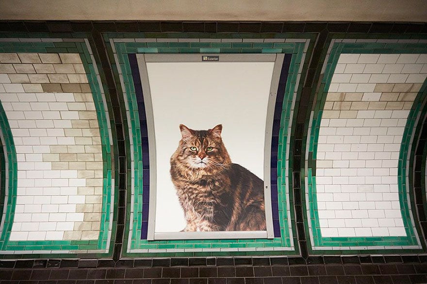 cat-ads-underground-subway-metro-london-2