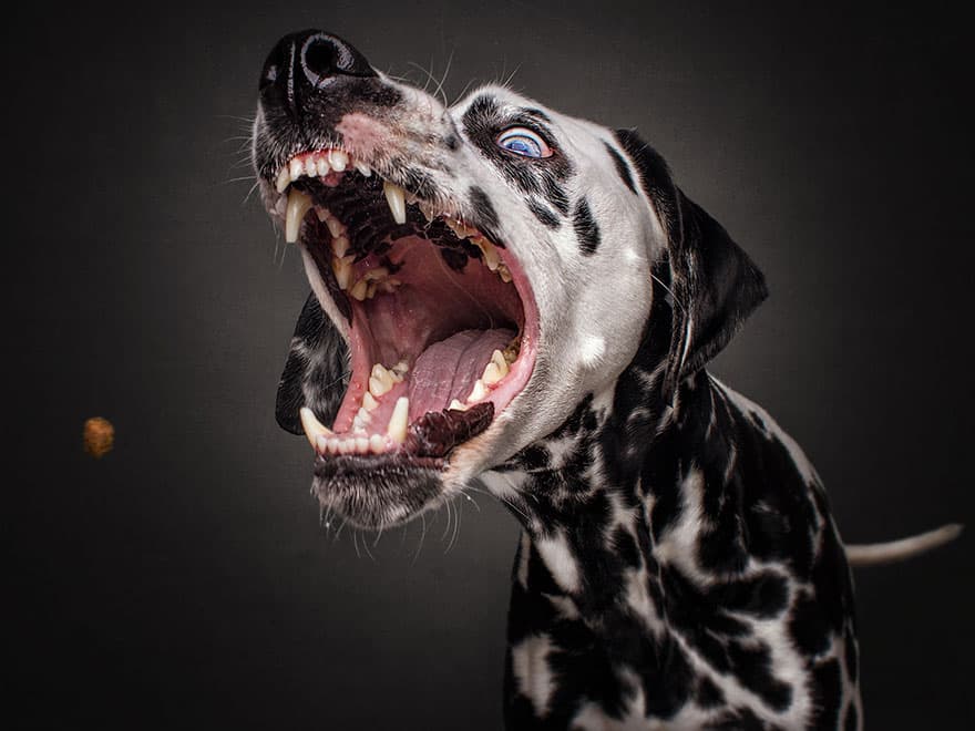 dogs-catching-treats-fotos-frei-schnauze-christian-vieler-12-57e8d0a12f0be__880