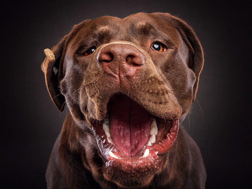 dogs-catching-treats-fotos-frei-schnauze-christian-vieler-70-57e8da84237f9__880