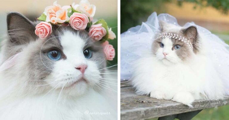 Αουρόρα: Η γάτα πριγκίπισσα με την εκπληκτική φωτογένεια