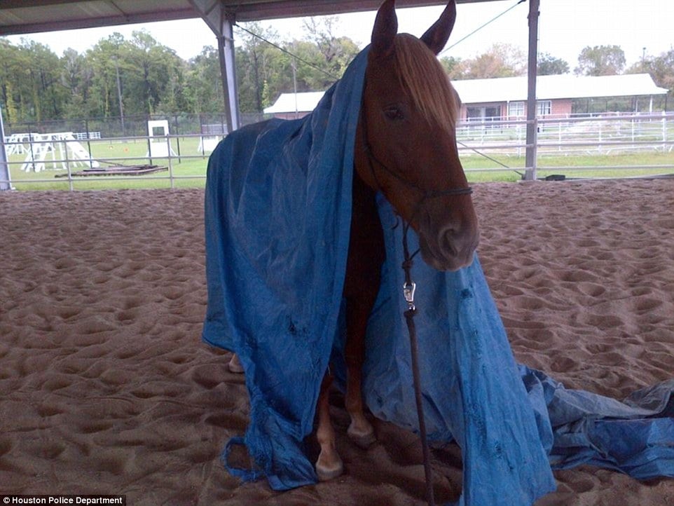 2f2c504200000578-3351347-houston_police_department_shared_several_photos_of_the_horse_as_-a-11_1449599441771