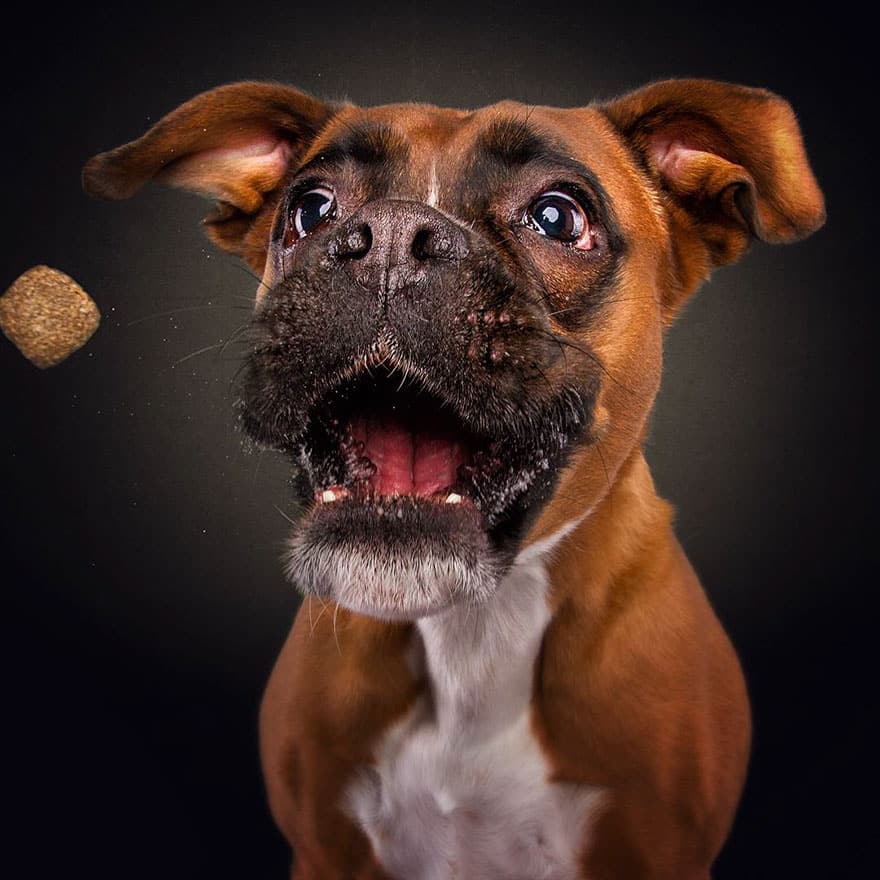 dogs-catching-treats-fotos-frei-schnauze-christian-vieler-23-57e8d0b5b5050__880