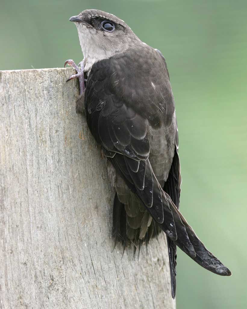 chimney_swift_a16-7-109_l_1