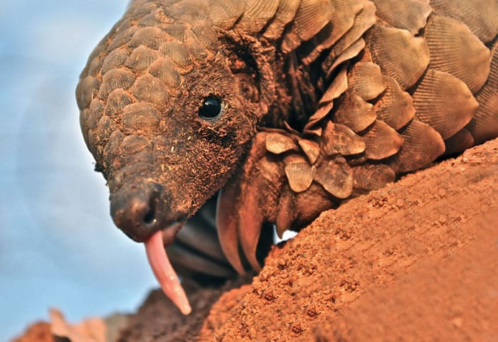 baby-pangolin-facts-15-580f4d3ae95c9__700
