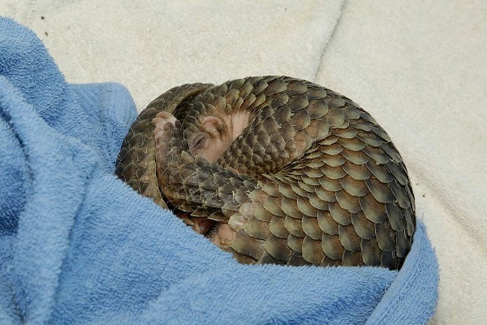 baby-pangolin-facts-25-580f5607dabd6__700