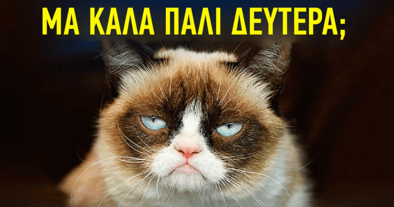 15 αστείες γάτες που συμπεριφέρονται ακριβώς σαν τους ανθρώπους στη δουλειά.