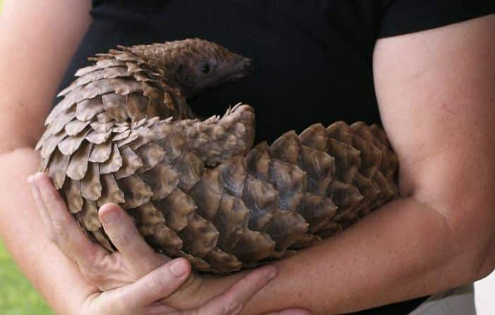 baby-pangolin-facts-31-580f58a4bef5e__700