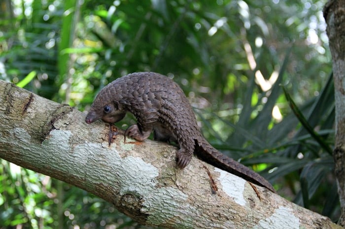 baby-pangolin-facts-6-580f4480ca030__700