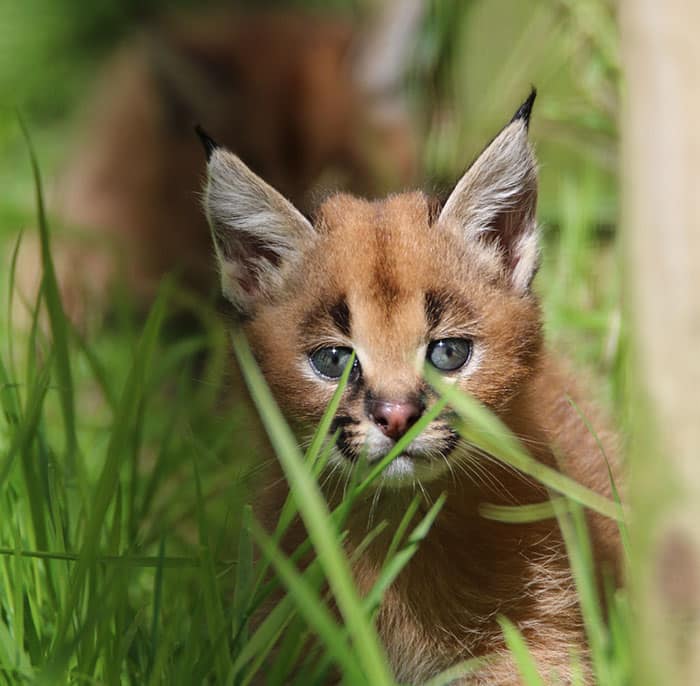 cute-baby-caracals-11-57fb5f0b240d2__700