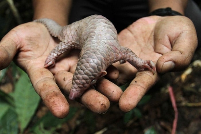 baby-pangolin-facts-5-580f447eb8307__700