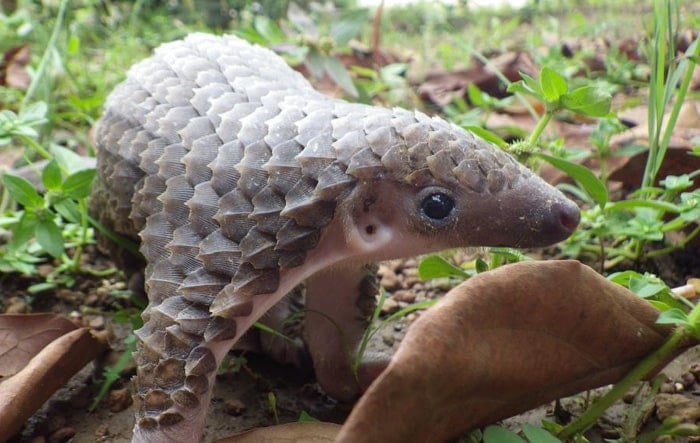 baby-pangolin-facts-4-580f447c3c190__700