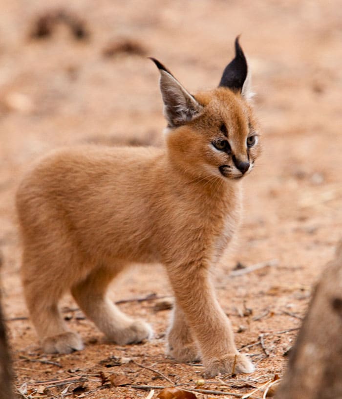 cute-baby-caracals-3-57fb58d9bc790__700