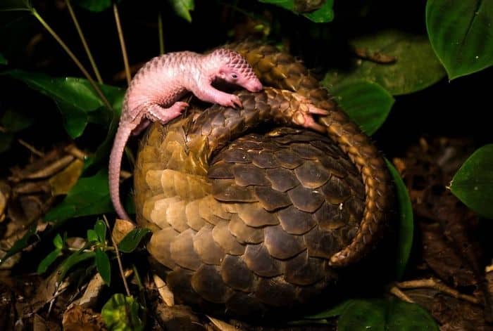 baby-pangolin-26-580f5ad27ee54-jpeg__700