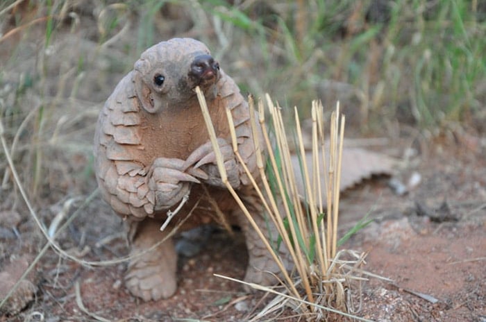 baby-pangolin-facts-1-580f447618528__700