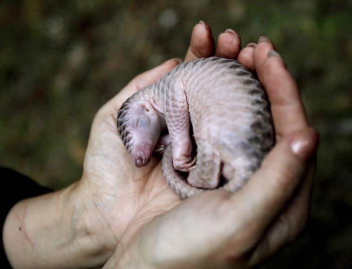 baby-pangolin-facts-10-580f47cfee060__700