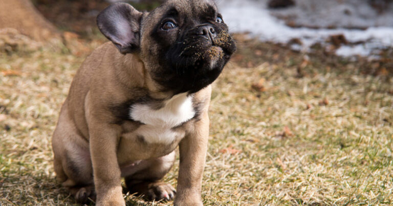 13 μυστικοί τρόποι που ο σκύλος σας λέει: «Σ’ Αγαπώ!»