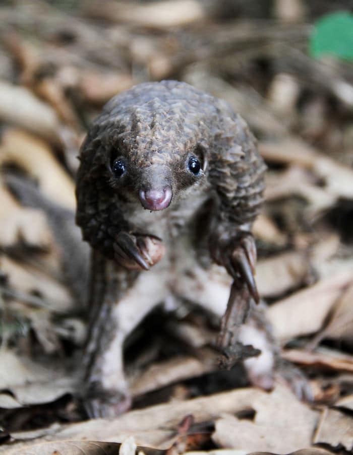 baby-pangolin-facts-21-580f51b6e3a3c__700