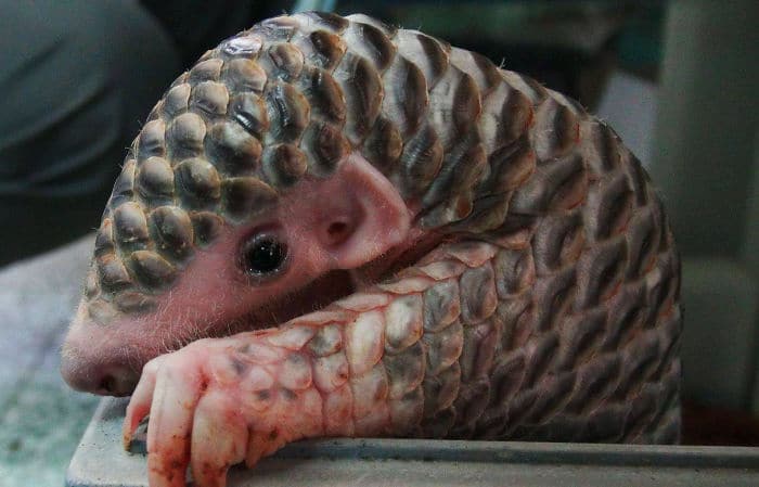 baby-pangolin-facts-33-580f5b4379ff9__700