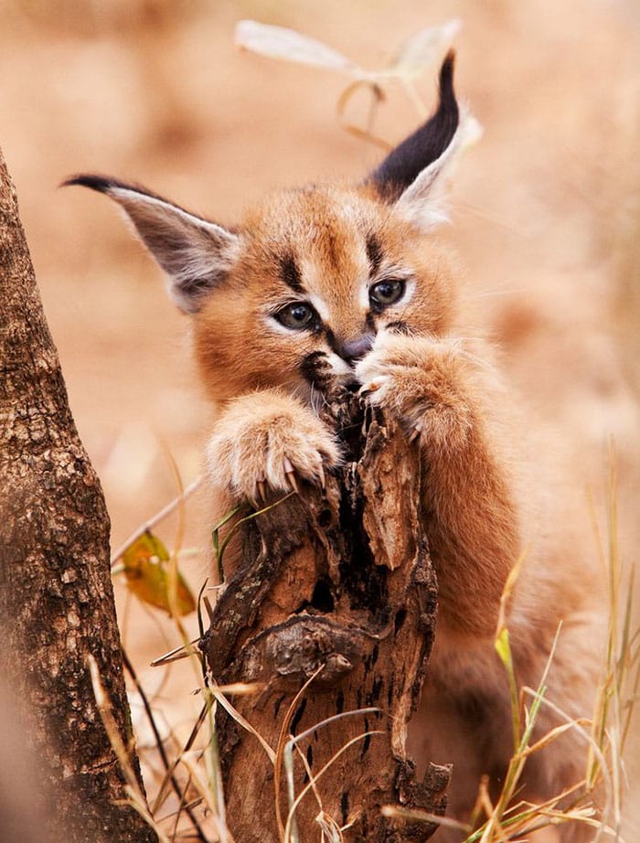 cute-baby-caracals-23a-57fb785889550__700