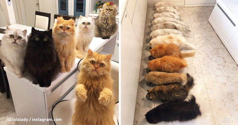 Έτσι περνάει τις ημέρες της μια κοπέλα που υιοθέτησε 12 γάτες.