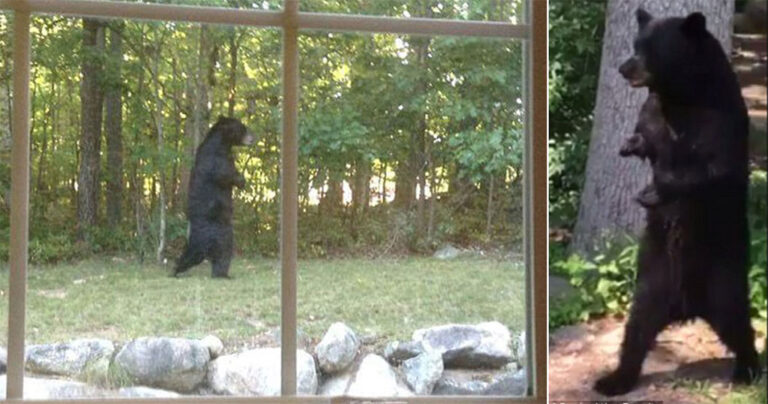 Κυνηγοί σκότωσαν αρκούδα που ήταν διάσημη για το περπάτημά της στα δύο πόδια