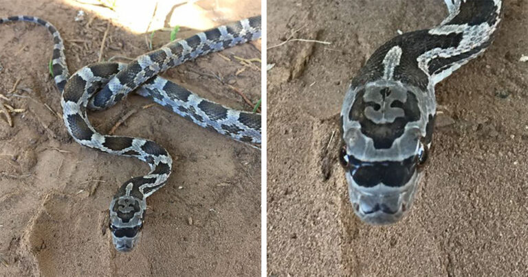 Γνωρίστε το «χίπστερ» φίδι που γεννήθηκε με γυαλιά ηλίου και μουστάκι.