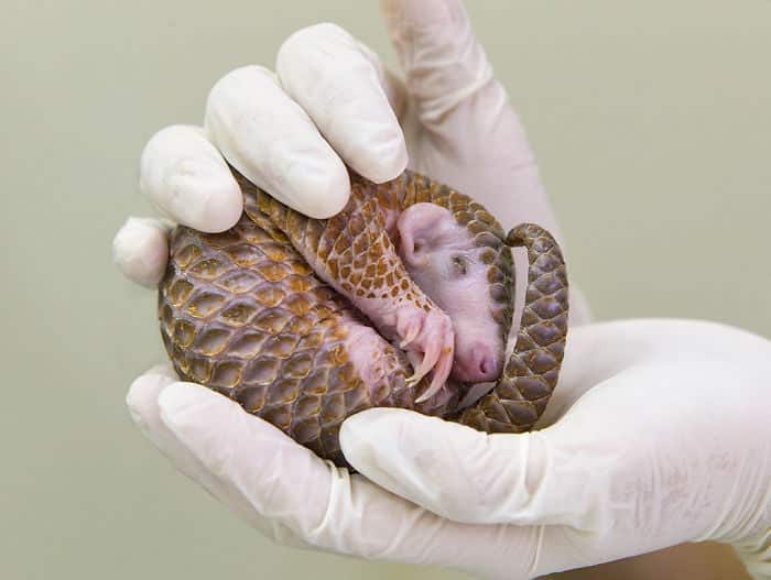 baby-pangolin-facts-32-580f5a1a2c11d__700