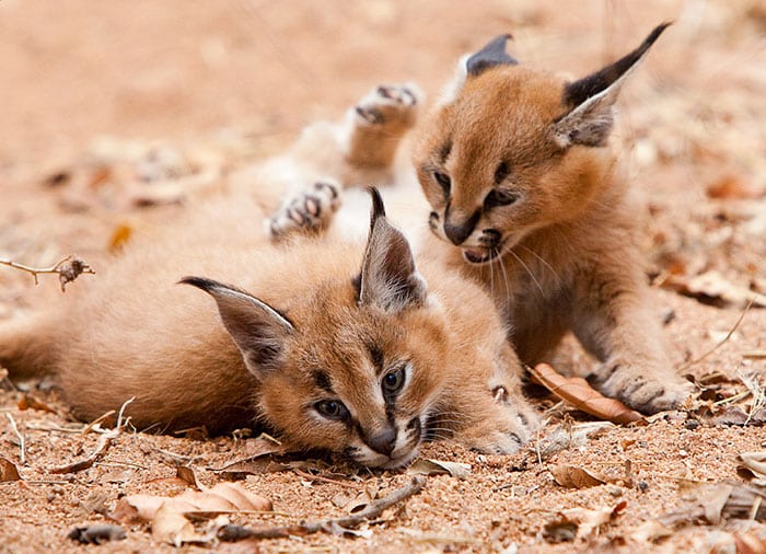 cute-baby-caracals-75-57fb8e0b25b79__700