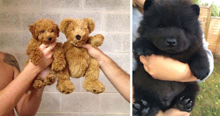 17 από τα πιο χαριτωμένα κουτάβια στον κόσμο