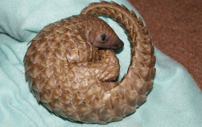 baby-pangolin-facts-23-580f53567ab1b__700