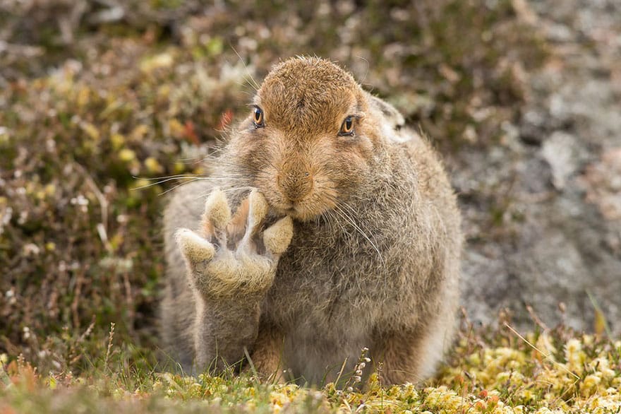 comedy-wildlife-photography-awards-shortlist-2016-14-57fb40b120f2b__880