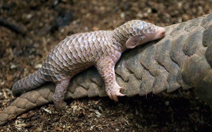 baby-pangolin-facts-7-580f448309faa__700