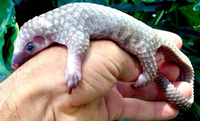 baby-pangolin-facts-2-580f44785d2b2__700