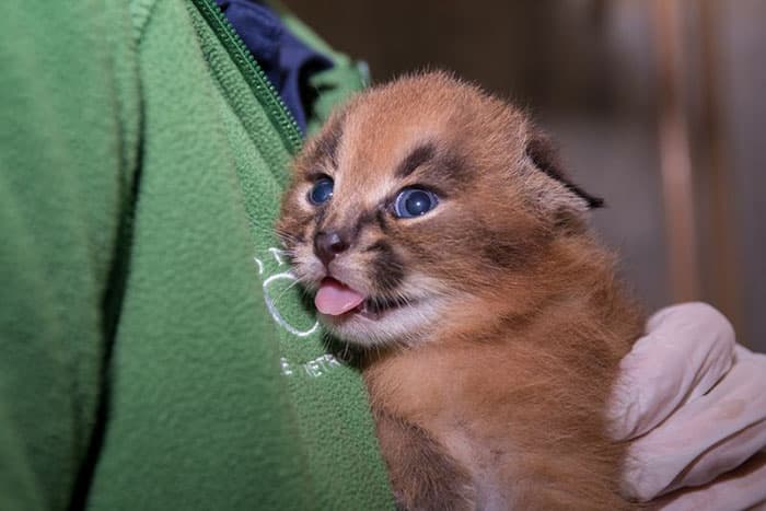 cute-baby-caracals-5-57fb59d513028__700