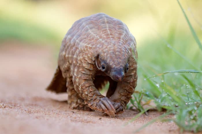 baby-pangolin-facts-17-580f4f0221272__700