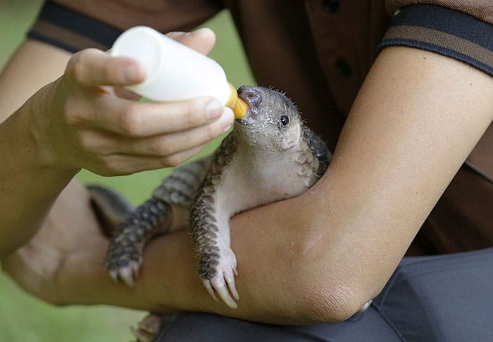 baby-pangolin-facts-27-580f5630af7c5__700