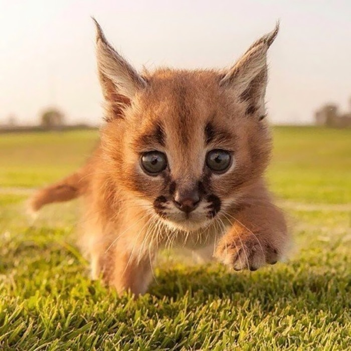 cute-baby-caracals-29