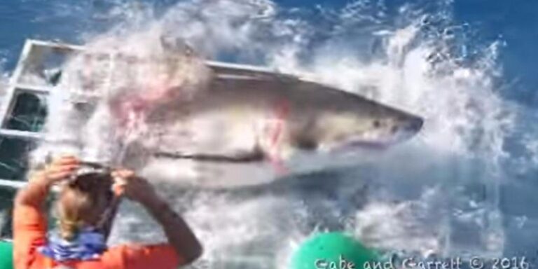 Λευκός καρχαρίας εισβάλει στο κλουβί δύτη που τον κινηματογραφούσε.