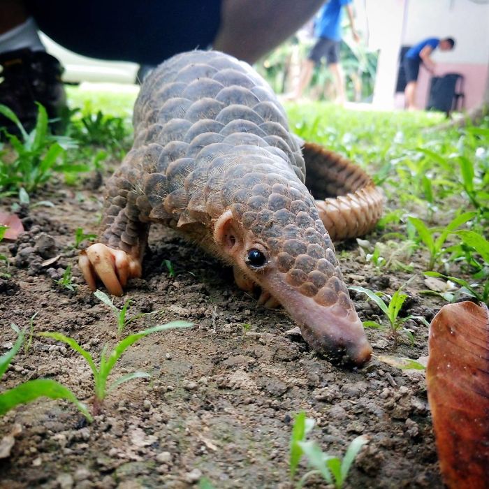 baby-pangolin-facts-28-580f574d9a83f__700