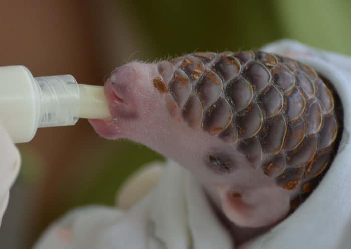 baby-pangolin-facts-8-580f487d3504c__700