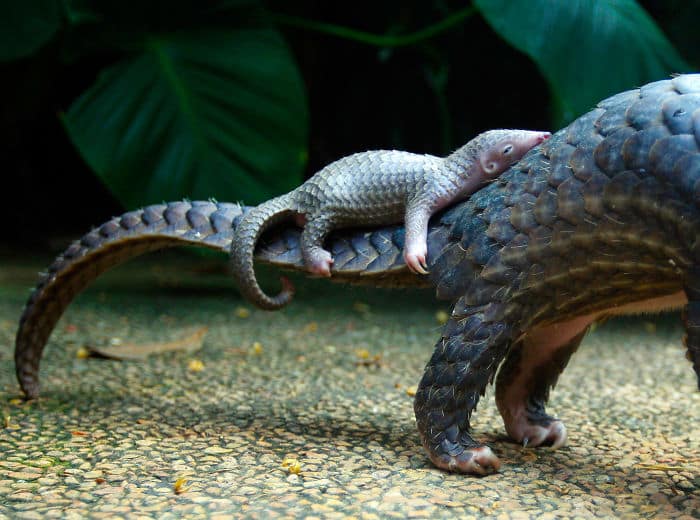 baby-pangolin-facts-13-580f4b3e04aab__700