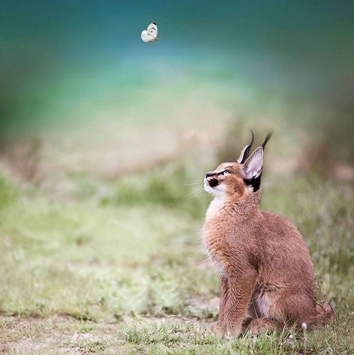 cute-baby-caracals-20-57fb7735da5a8__700