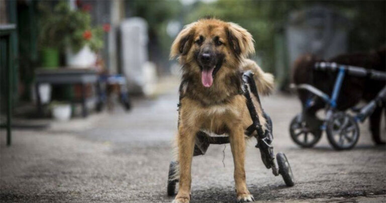 Αυτά τα καταπληκτικά αναπηρικά καροτσάκια βοηθούν τα σκυλιά να ξεχάσουν την αναπηρία τους.