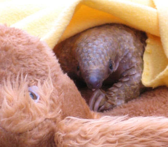 baby-pangolin-facts-22-580f52a34853c__700