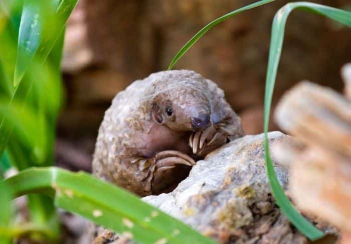 baby-pangolin-facts-30-580f581892027__700