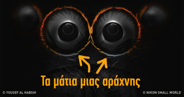 17 φωτογραφίες κάτω από το μικροσκόπιο αποκαλύπτουν ένα εντελώς νέο σύμπαν