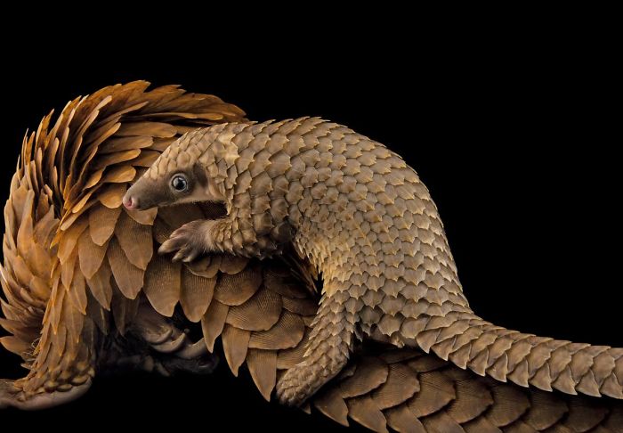 baby-pangolin-facts-18-580f4fbe99975__700