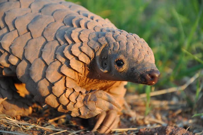 baby-pangolin-facts-29-580f57aad8d01__700